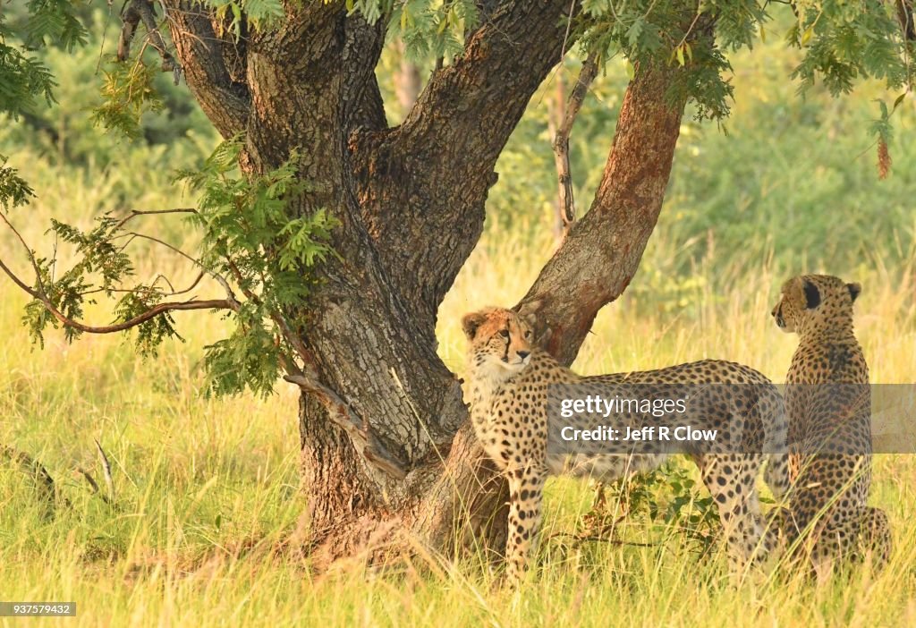 Three cheetahs in the bush of Africa under a tree