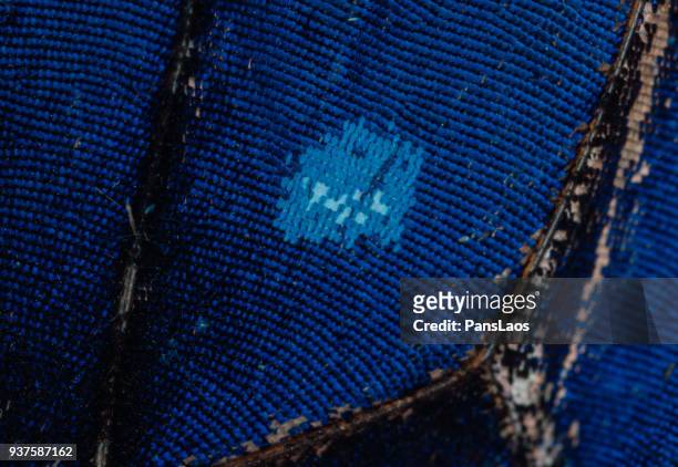 macro of blue butterfly wing scales - morpho butterfly stock pictures, royalty-free photos & images