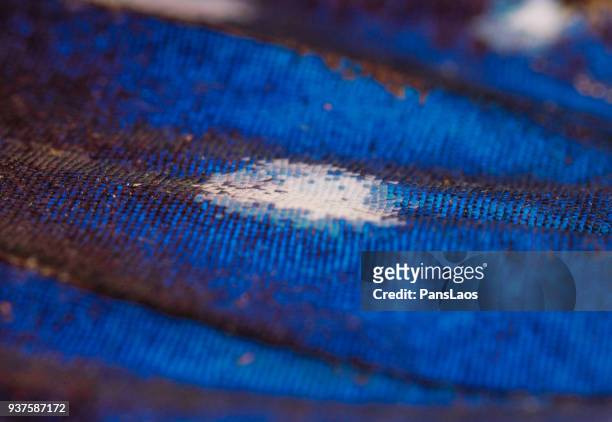 macro of blue butterfly wing scales - blue butterfly stock pictures, royalty-free photos & images