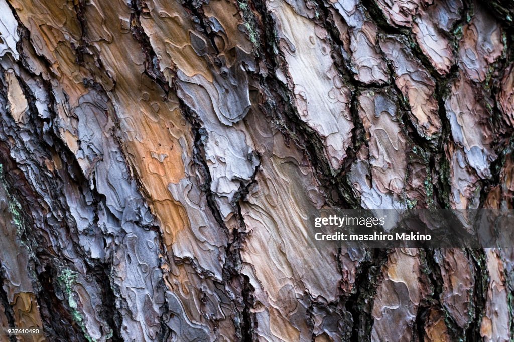 Pine Tree Bark