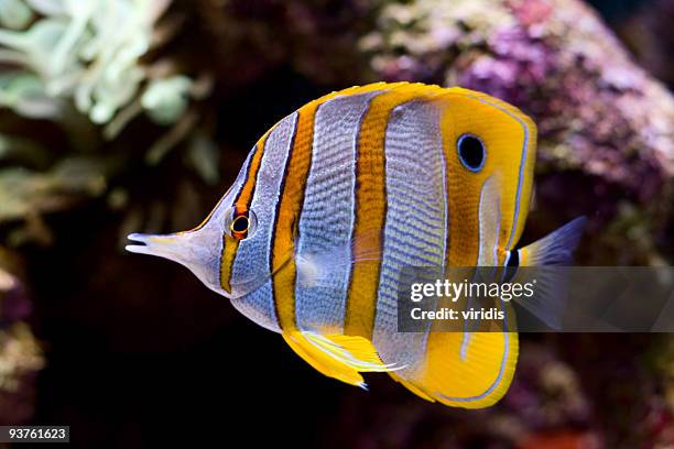 a yellow blue and white butterfly fish - 蝴蝶魚 個照片及圖片檔