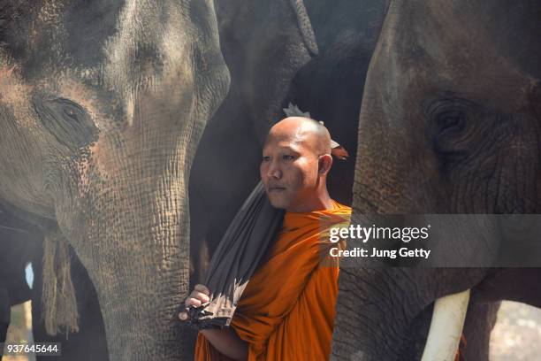 monk and elephant at surin province, thailand contryside - saffron robes stock pictures, royalty-free photos & images