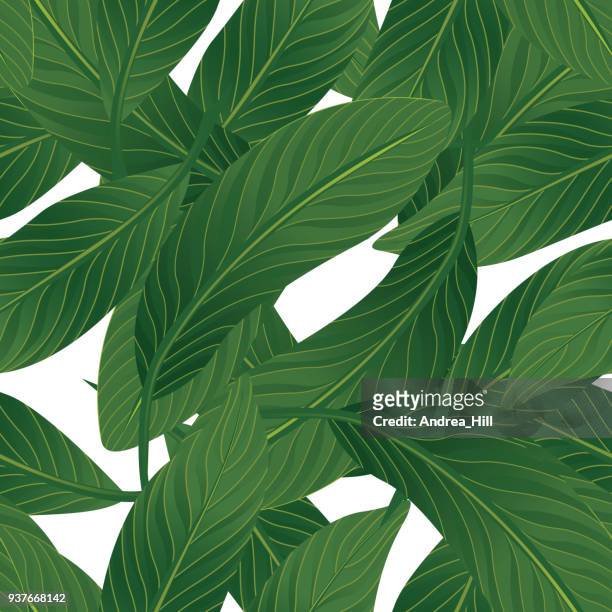 ilustrações, clipart, desenhos animados e ícones de teste padrão tropical isolado no fundo branco - ilustração vetorial - ave do paraíso planta