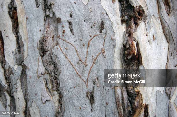 love heart carved into a eucalyptus tree trunk - heart scar stockfoto's en -beelden