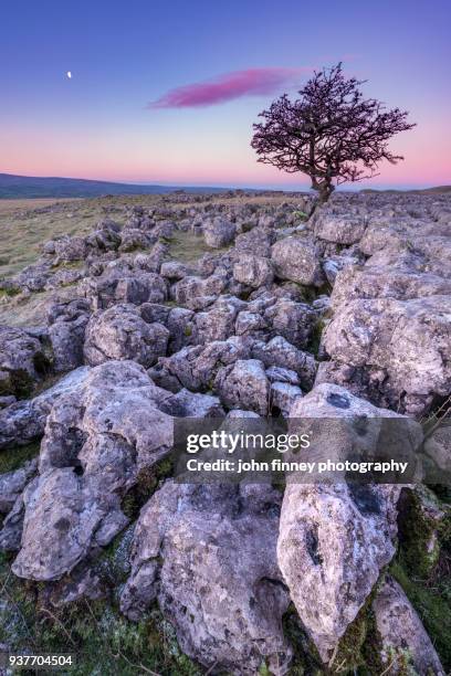 limestone sunrise. yorkshire dales. uk. - limestone pavement stock pictures, royalty-free photos & images