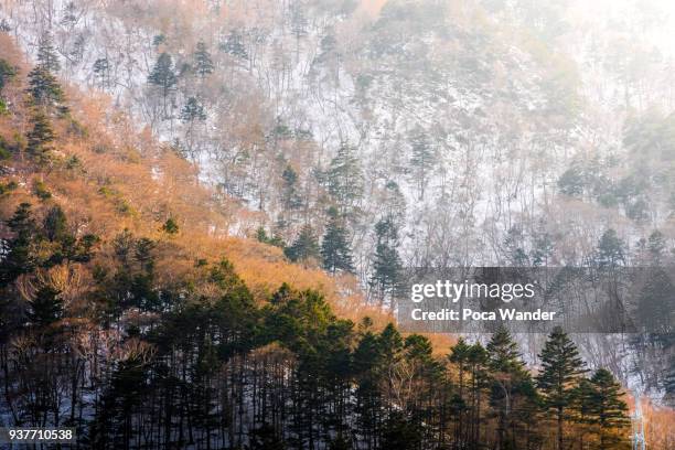 pine forest in winter at nikko city - nikko city stockfoto's en -beelden