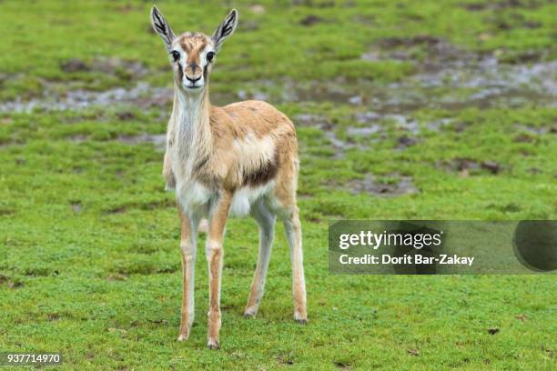 thomson's gazelle (gazella thomsoni) - thomsons gazelle stock pictures, royalty-free photos & images