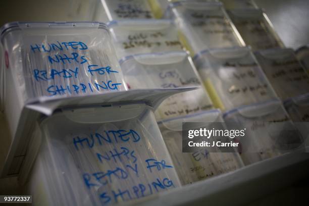 Blood specimens for "NHP's" at the Global Viral Forecasting Initiative laboratory on September 4, 2008 in Yaounde, Cameroon.