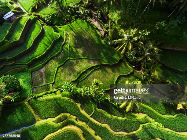 tegallalang rice terraces - tegallalang stock pictures, royalty-free photos & images