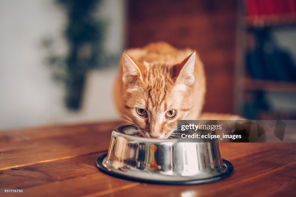 Cat eating out of bowl