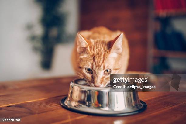 cat eating out of bowl - snack bowl stock pictures, royalty-free photos & images