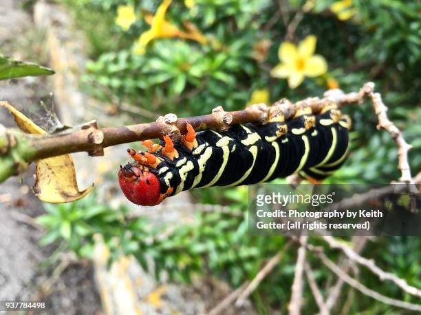 a large caterpillar on a branch eating foliage - insect mandible stock pictures, royalty-free photos & images