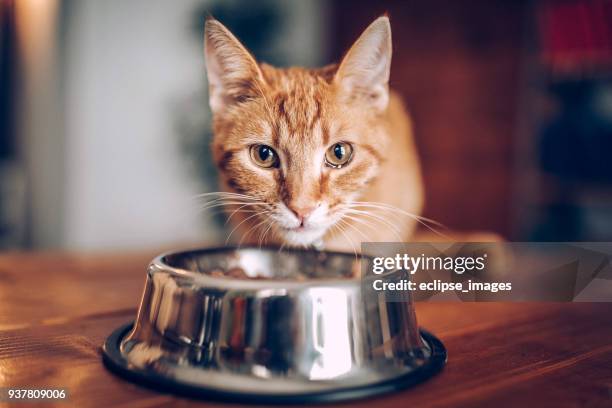 gato comiendo del tazón de fuente - recipiente para la comida del animal fotografías e imágenes de stock