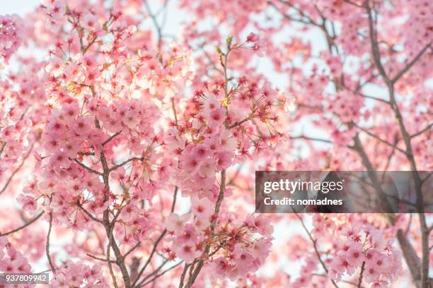 cherry blossom or sakura in japan close up. - kirschblüten stock-fotos und bilder