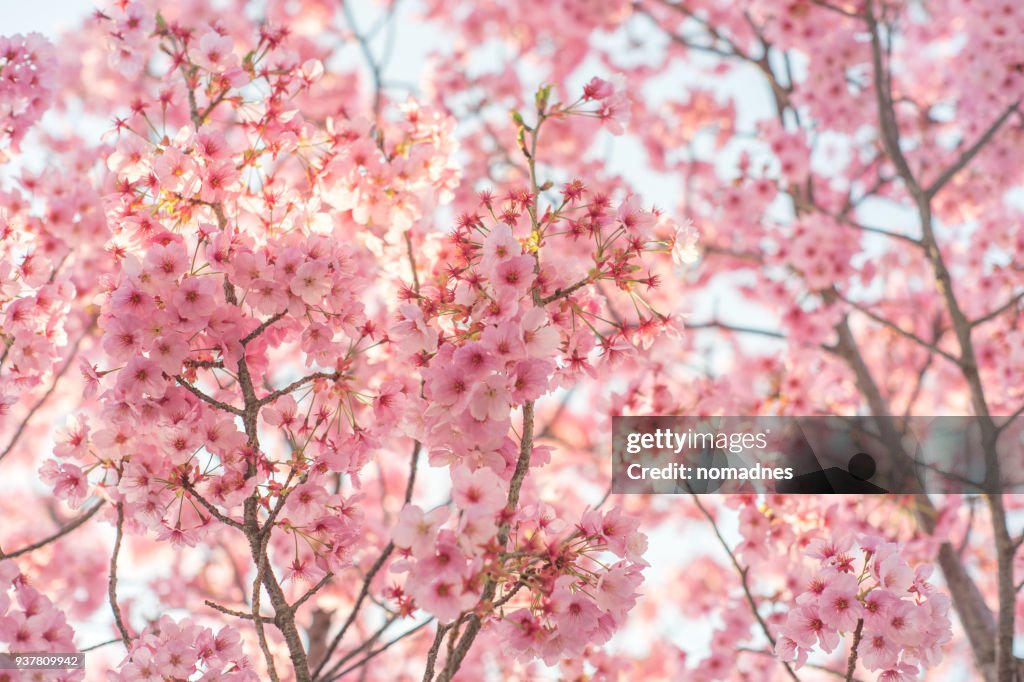 Cherry Blossom or Sakura in Japan close up.