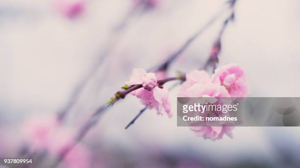 cherry blossom or sakura in japan close up. - oriental cherry tree stock pictures, royalty-free photos & images