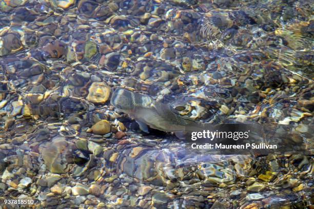 brook trout seen through water - speckled trout stock-fotos und bilder