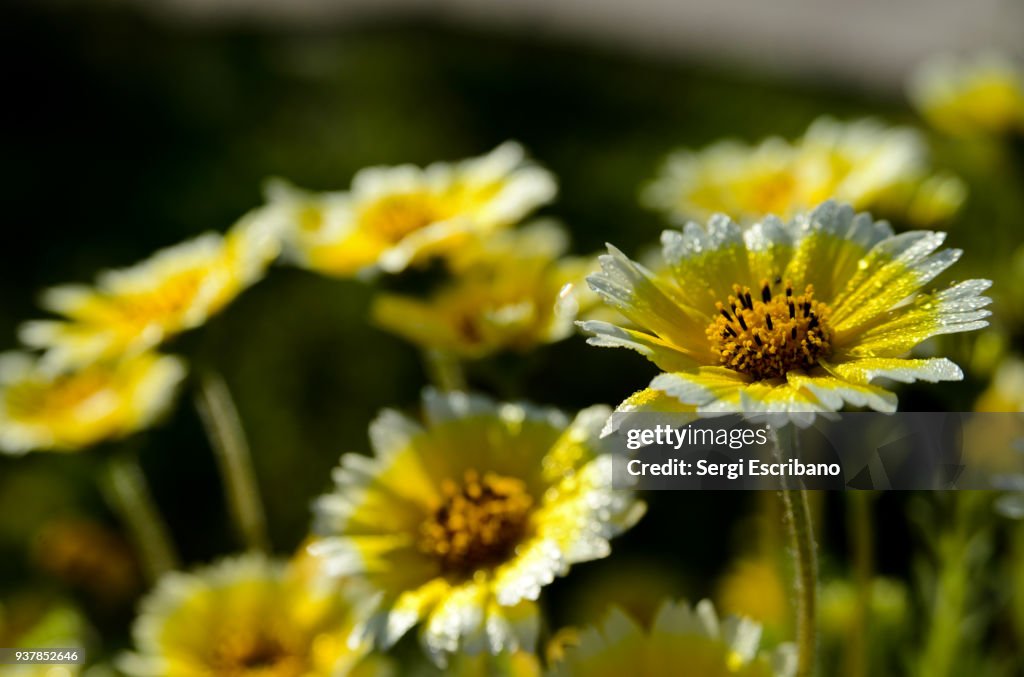 Field of coastal tidy tips flowers (Layia platyglossa)