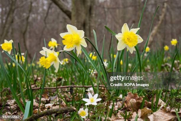 The blooming of daffodils announces the arrival of spring in the forest of Senlis in the region in the north of France.