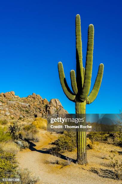 a saguaro in the arizona desert - scottsdale stockfoto's en -beelden