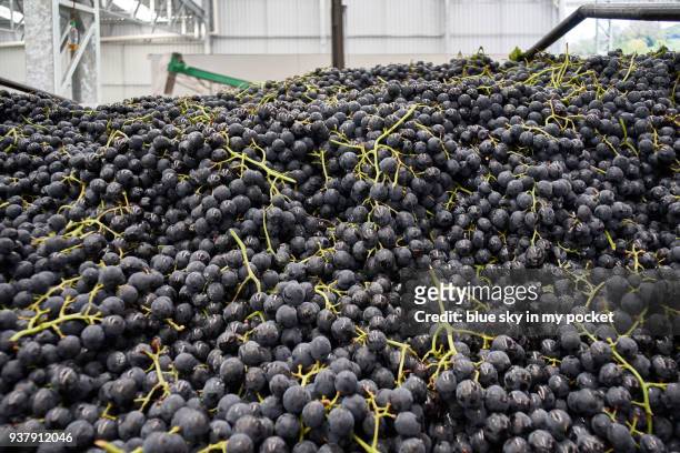 the fresh grape harvest arriving at the cooperativa vinícola são joão, southern brazil. - cooperativa stock-fotos und bilder