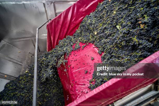 the fresh grape harvest arriving at the cooperativa vinícola são joão, southern brazil. - cooperativa stock pictures, royalty-free photos & images