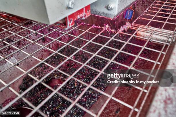 the fresh grape harvest being processed at the cooperativa vinícola são joão, southern brazil. - cooperativa stock pictures, royalty-free photos & images