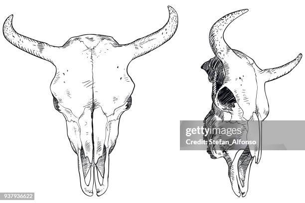 skull drawing - american bison stock illustrations