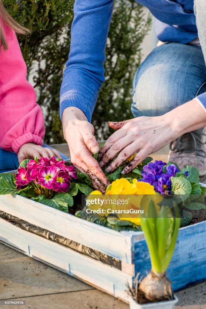 Spring Planting Tithing Mother And Daughter Planting Spring Flower In Crate High-Res Stock ...
