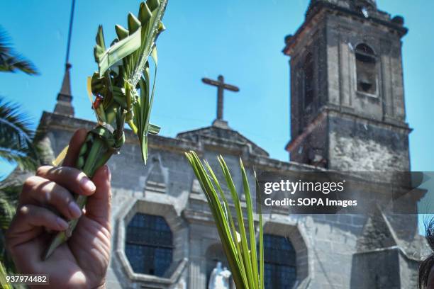 Devotee seen holding palm leaf front of the church during the celebration of the Mass on Palm Sunday at Iglesia de Los Remedios. Palm Sunday is a...