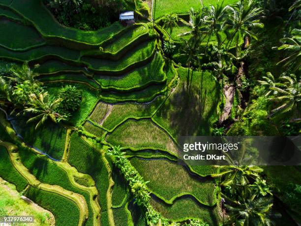 tegallalang rice terraces - ubud rice fields stock pictures, royalty-free photos & images