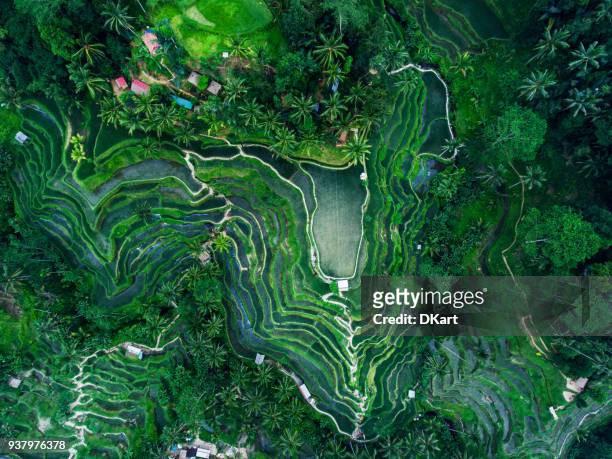 tegallalang rice terraces - tegallalang stock pictures, royalty-free photos & images
