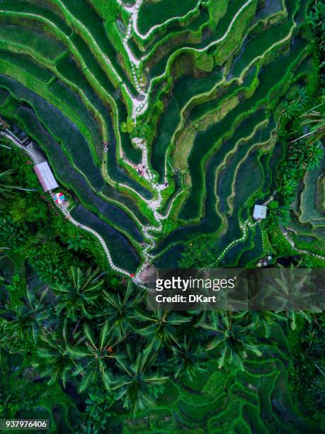 tegallalang rice terraces - indonesia stock pictures, royalty-free photos & images