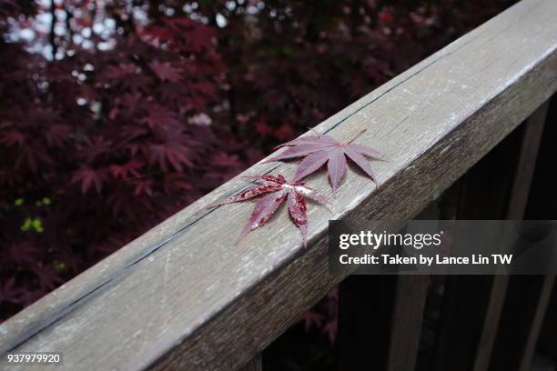 red maples on the wood fence - texture lin stock pictures, royalty-free photos & images