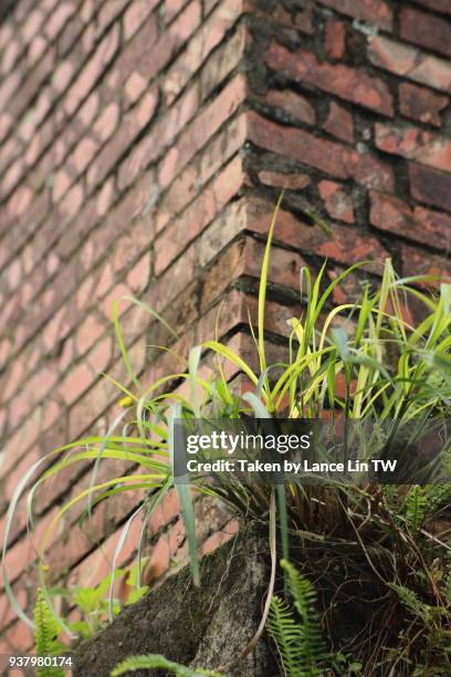 grass on the brick wall - texture lin stock pictures, royalty-free photos & images