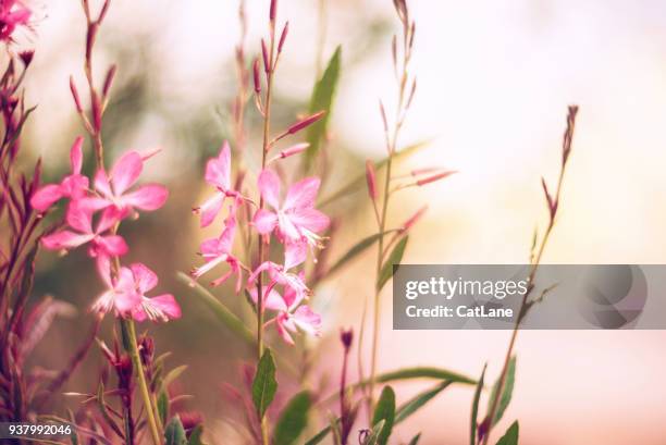 blumen in warmes sonnenlicht - aquarelleffekt stock-fotos und bilder