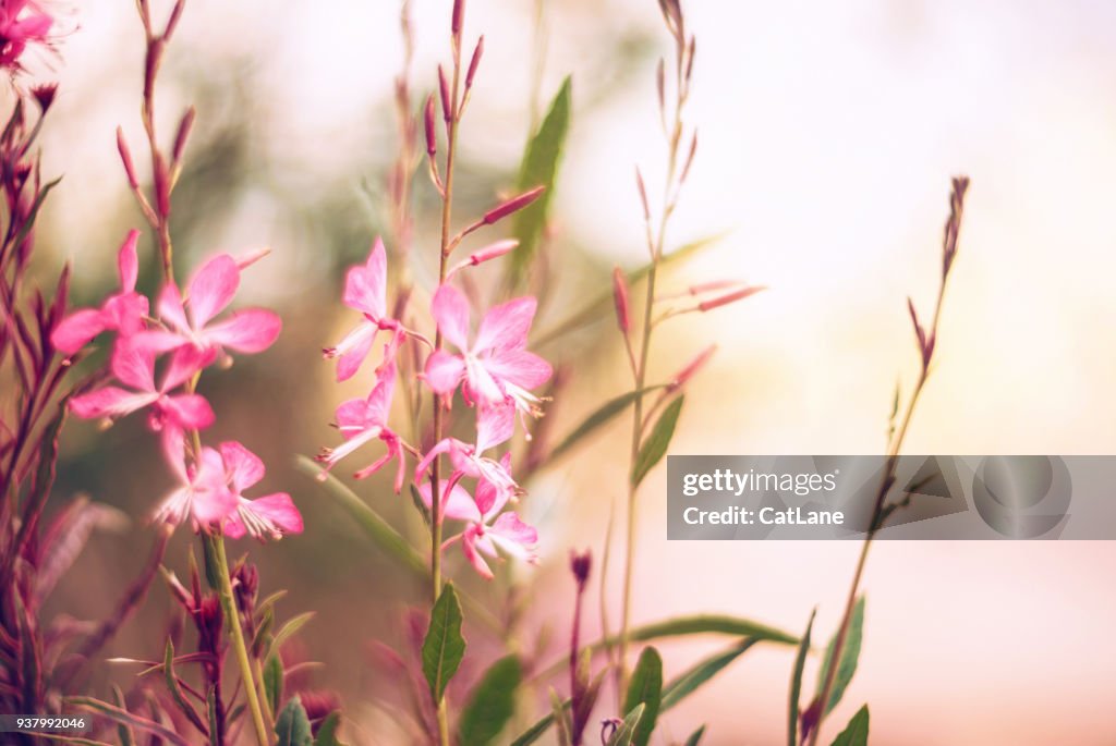 Flores vibrantes en la cálida luz del sol