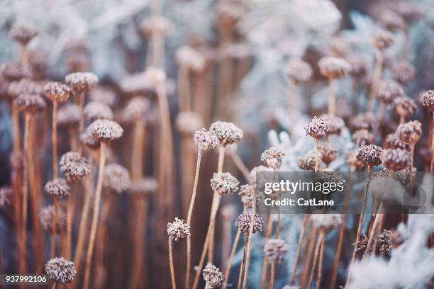 verwelkten blumen im winter sonnenlicht - garden landscape stock-fotos und bilder