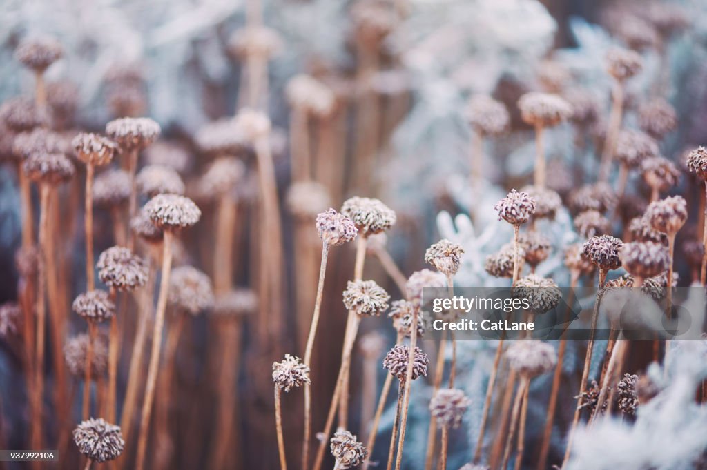 Wilted flowers in winter sunlight