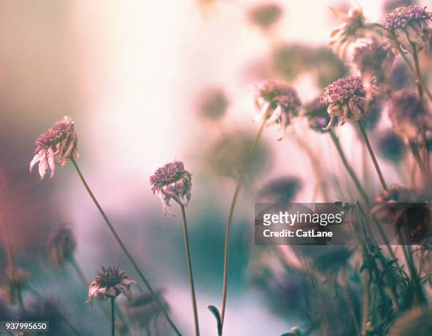 wilted flowers in winter sunlight - wilted stock pictures, royalty-free photos & images