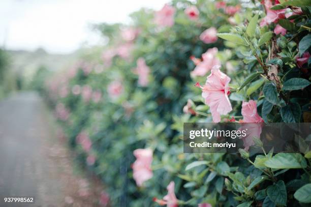 hedge of pink hibiscus - hibiscus stock pictures, royalty-free photos & images