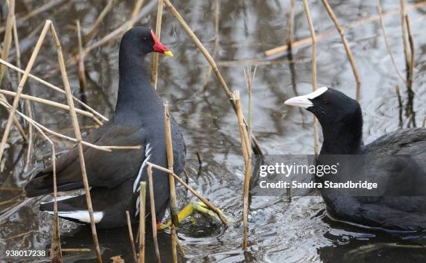 a coot (fulica atra) and moorhen (gallinula chloropus) fighting in a reed bed at the edge of a lake. - rietkraag stockfoto's en -beelden