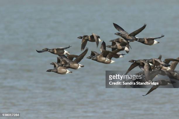 a stunning flock of  brent geese (branta bernicla) flying over the sea at high tide in kent, uk. - bill brant stock pictures, royalty-free photos & images
