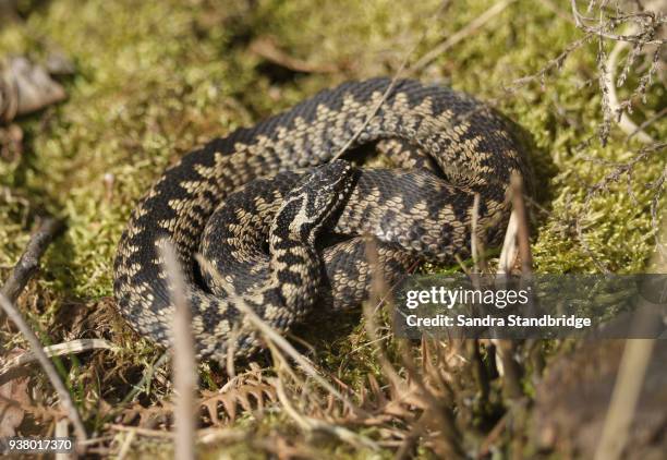 a stunning male adder ( vipera berus) warming itself in the spring sunshine. - forked tongue stock pictures, royalty-free photos & images