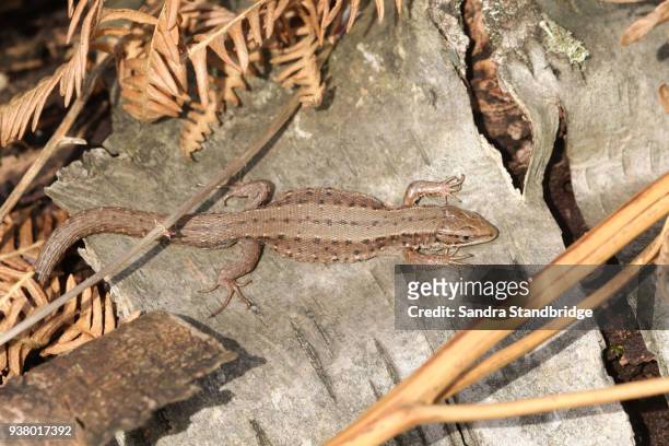 a stunning common lizard (lacerta zootoca vivipara) warming itself on a log in the spring sunshine. - lacerta vivipara stock pictures, royalty-free photos & images
