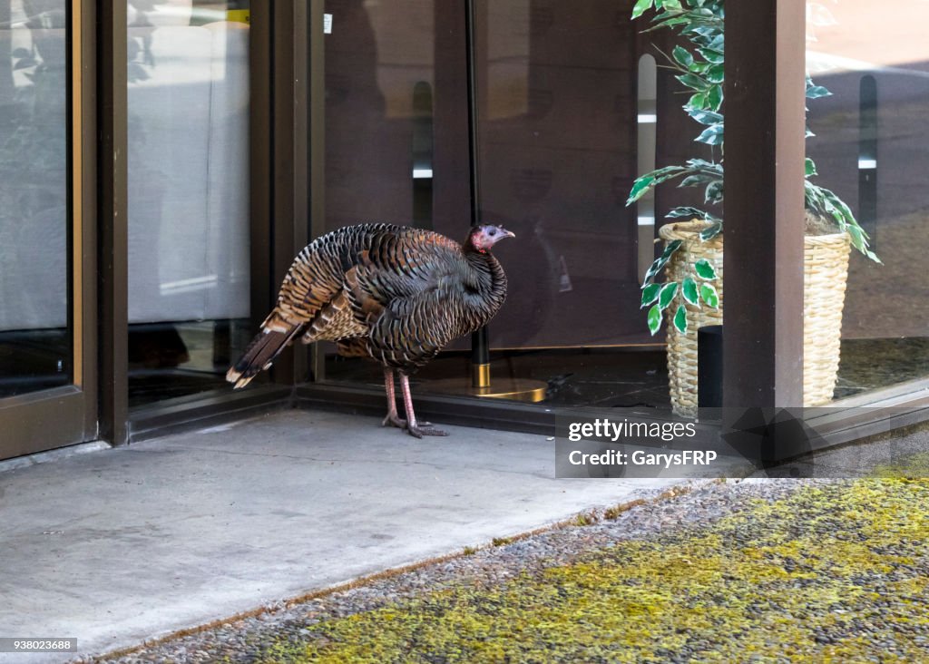 Wild Turkey Outside Business Downtown Eugene Oregon Meleagris gallopavo