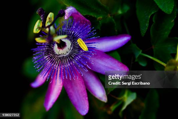 macro view of a purple passion flower - passion fruit flower images stock pictures, royalty-free photos & images