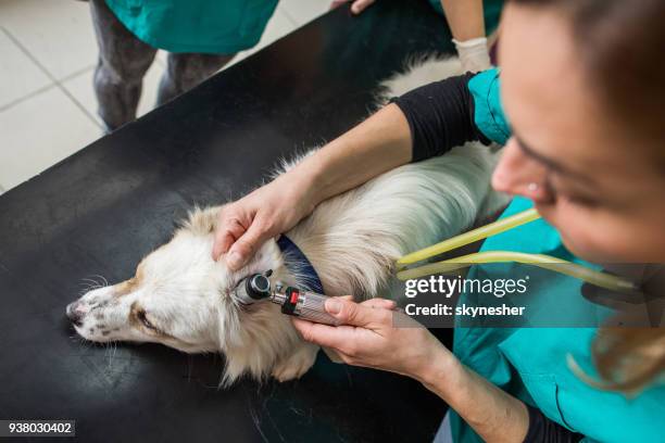 über ansicht des tierarztes eselsohr während ärztliche untersuchung beim tierarzt büro untersucht. - ear exam stock-fotos und bilder