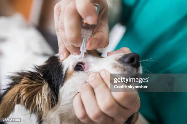 nahaufnahme eines hundes erhalten augentropfen während ärztliche untersuchung im tierspital. - animal eye stock-fotos und bilder