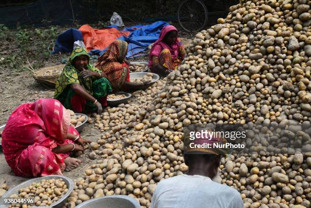 Bangladeshi workers harvesting potato from the fields in Munshiganj near Dhaka, Bangladesh on March 24, 2018.
